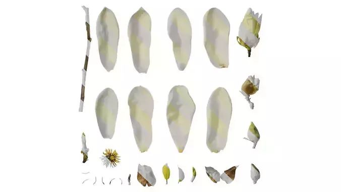 Anydrafts Michelia champaca Flower 03