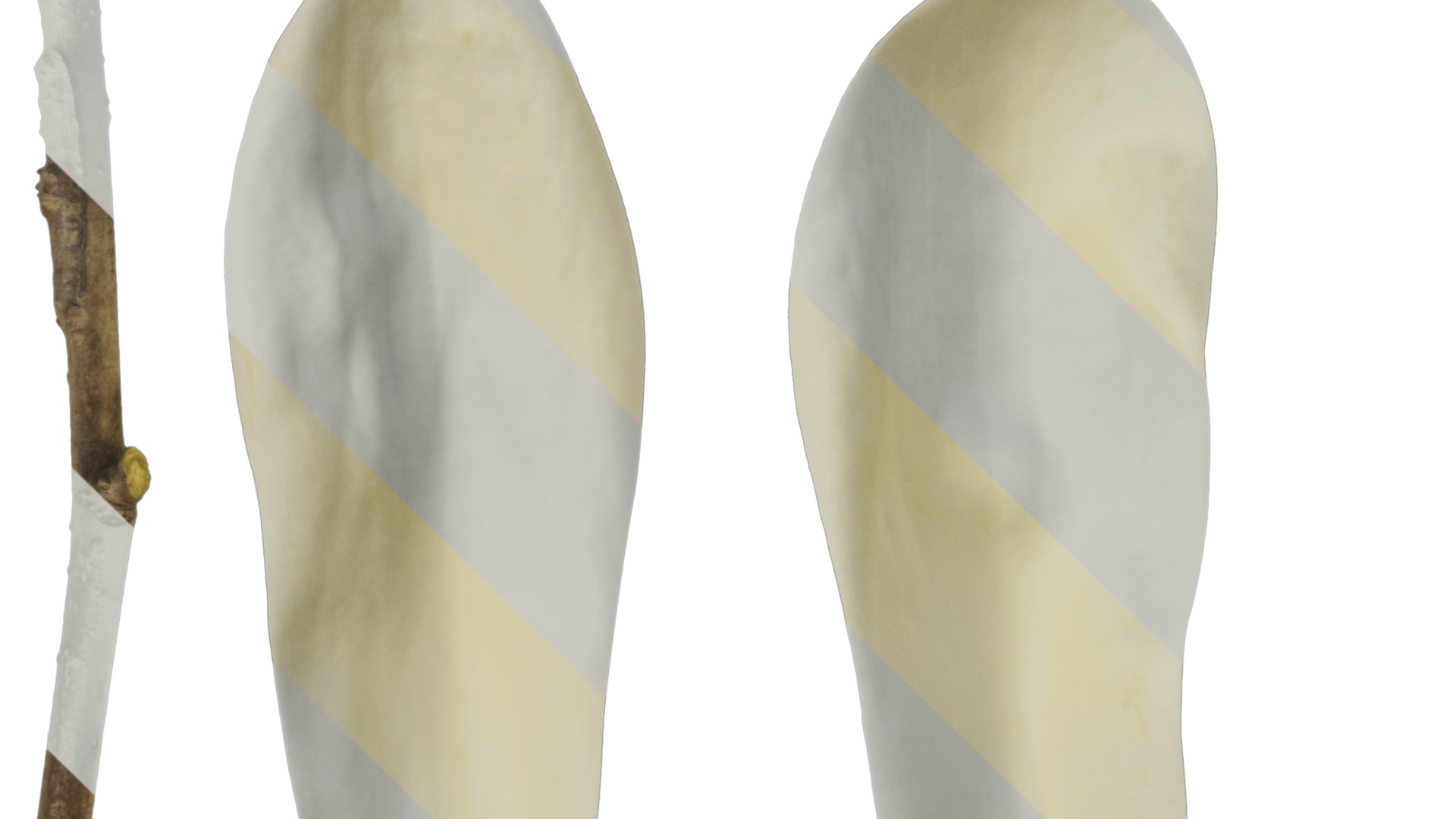 Anydrafts Michelia champaca Flower 03 Texture_1