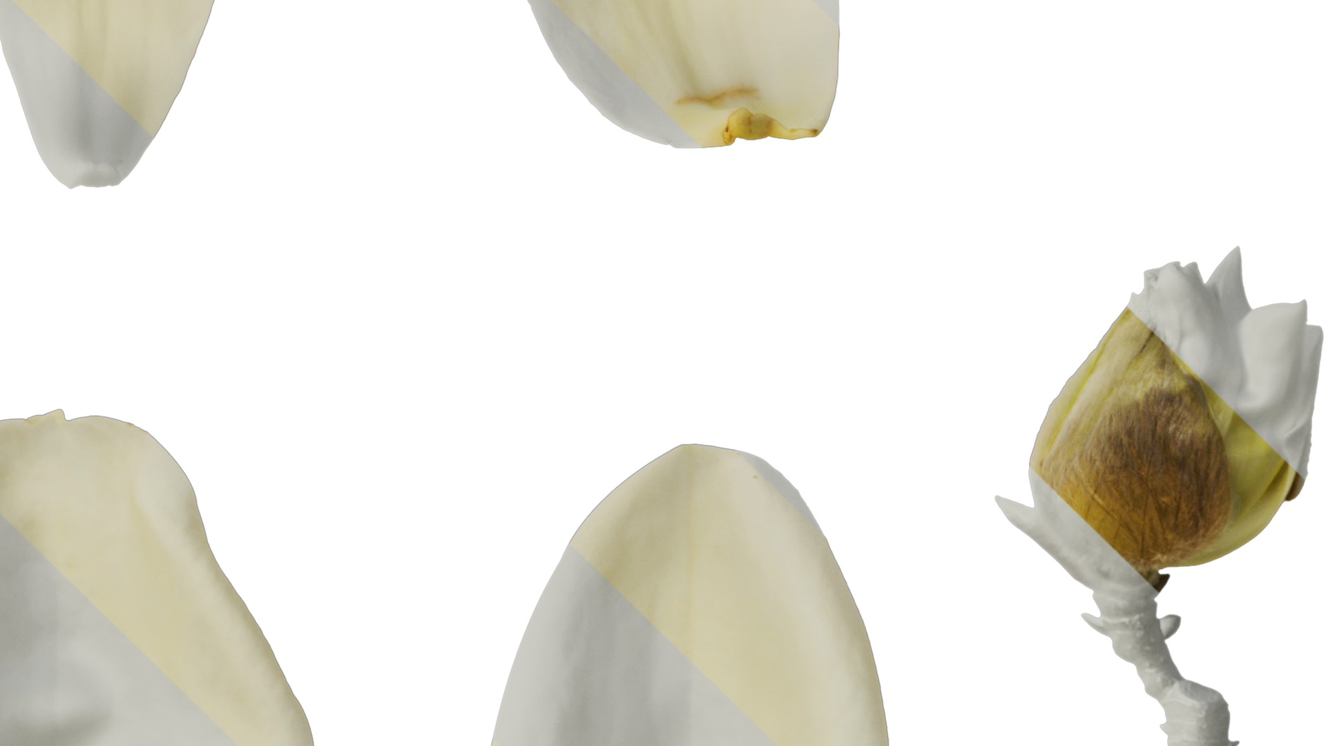 Anydrafts Michelia champaca Flower 03 Texture_4