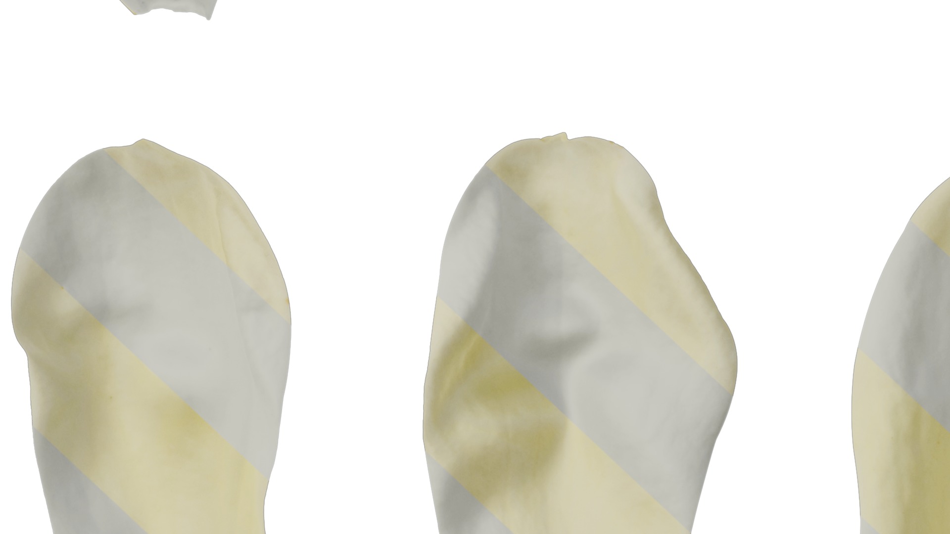 Anydrafts Michelia champaca Flower 03 Texture_7