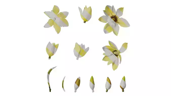 Anydrafts Michelia champaca Flower 04