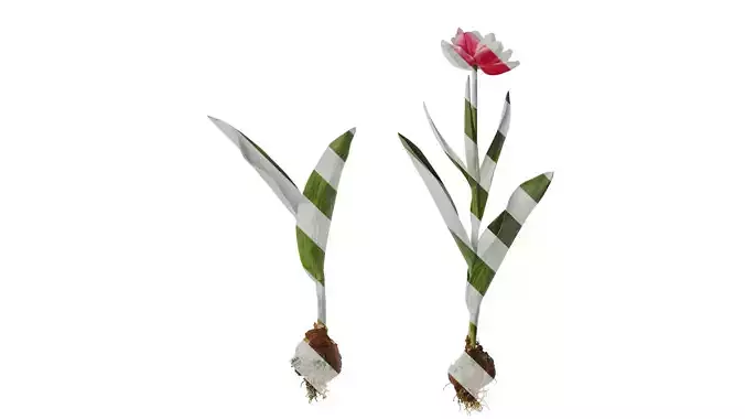 Anydrafts Tulipa gesneriana Atlas 14