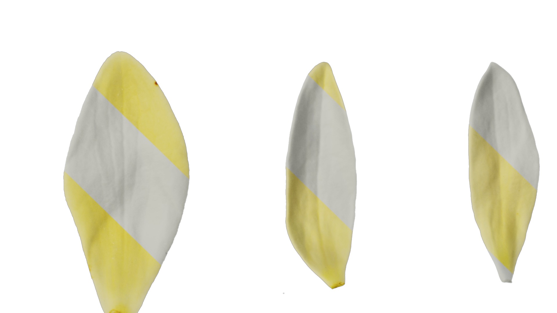 Anydrafts Michelia champaca Flower 05 Texture_4