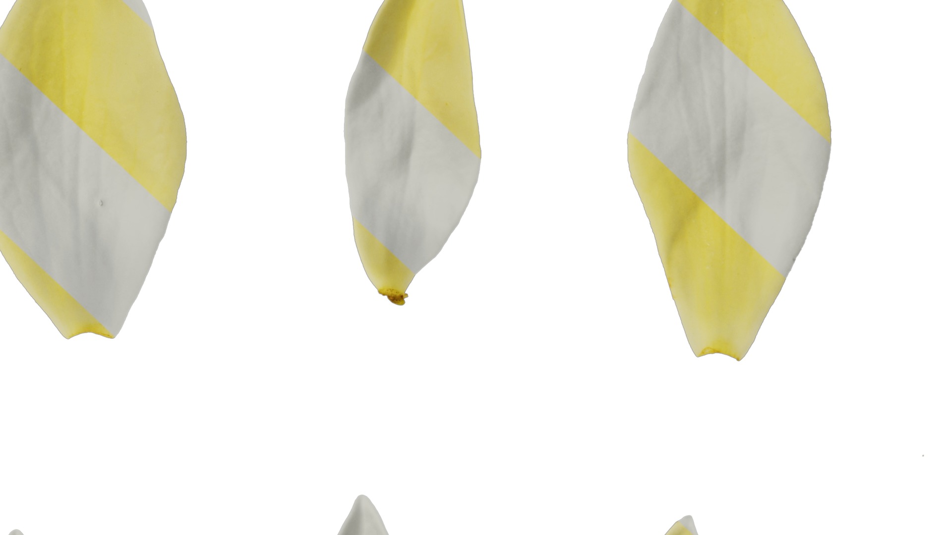 Anydrafts Michelia champaca Flower 05 Texture_7