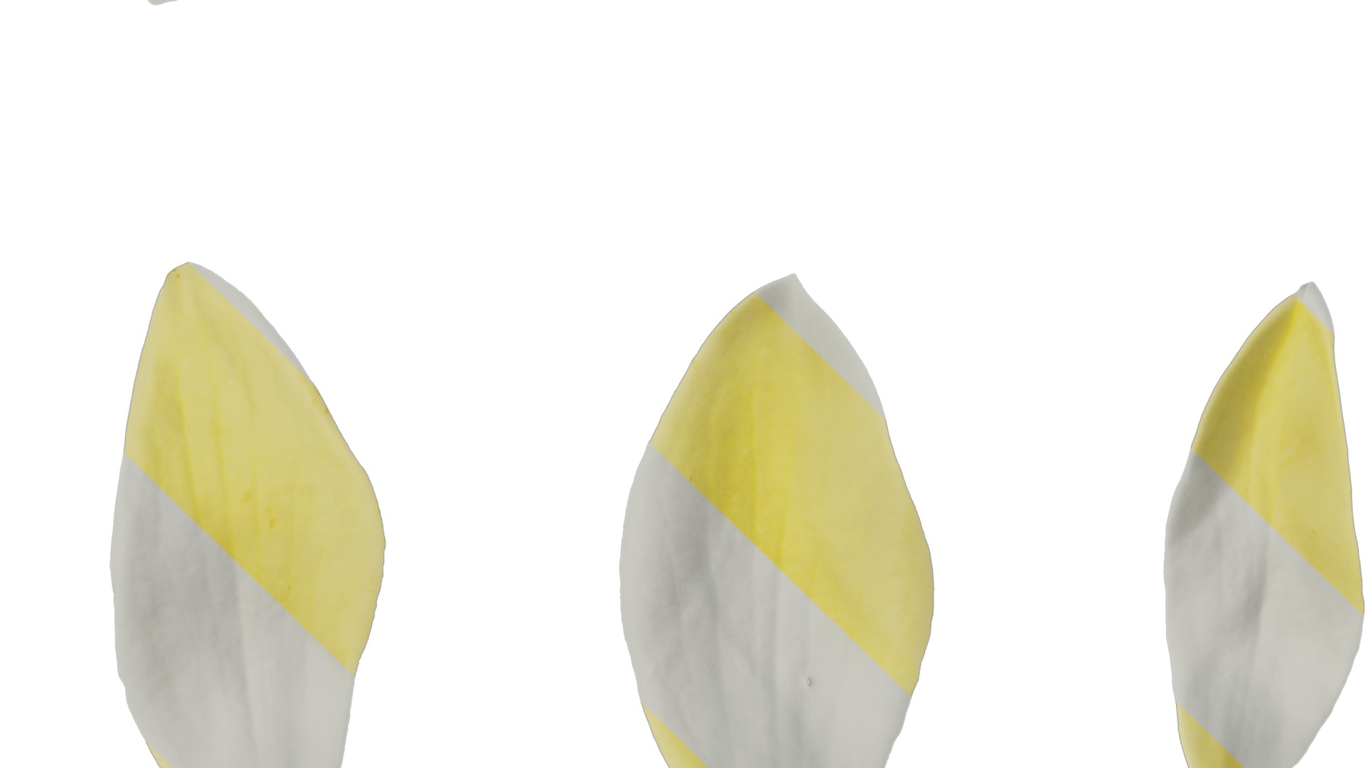 Anydrafts Michelia champaca Flower 05 Texture_3