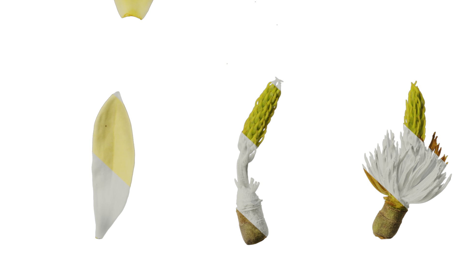 Anydrafts Michelia champaca Flower 05 Texture_6