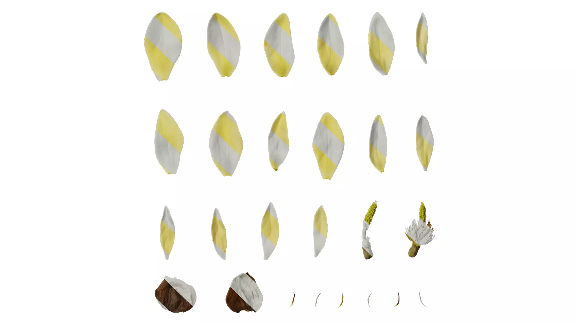 Anydrafts Michelia champaca Flower 05 Texture_0