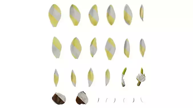 Anydrafts Michelia champaca Flower 05