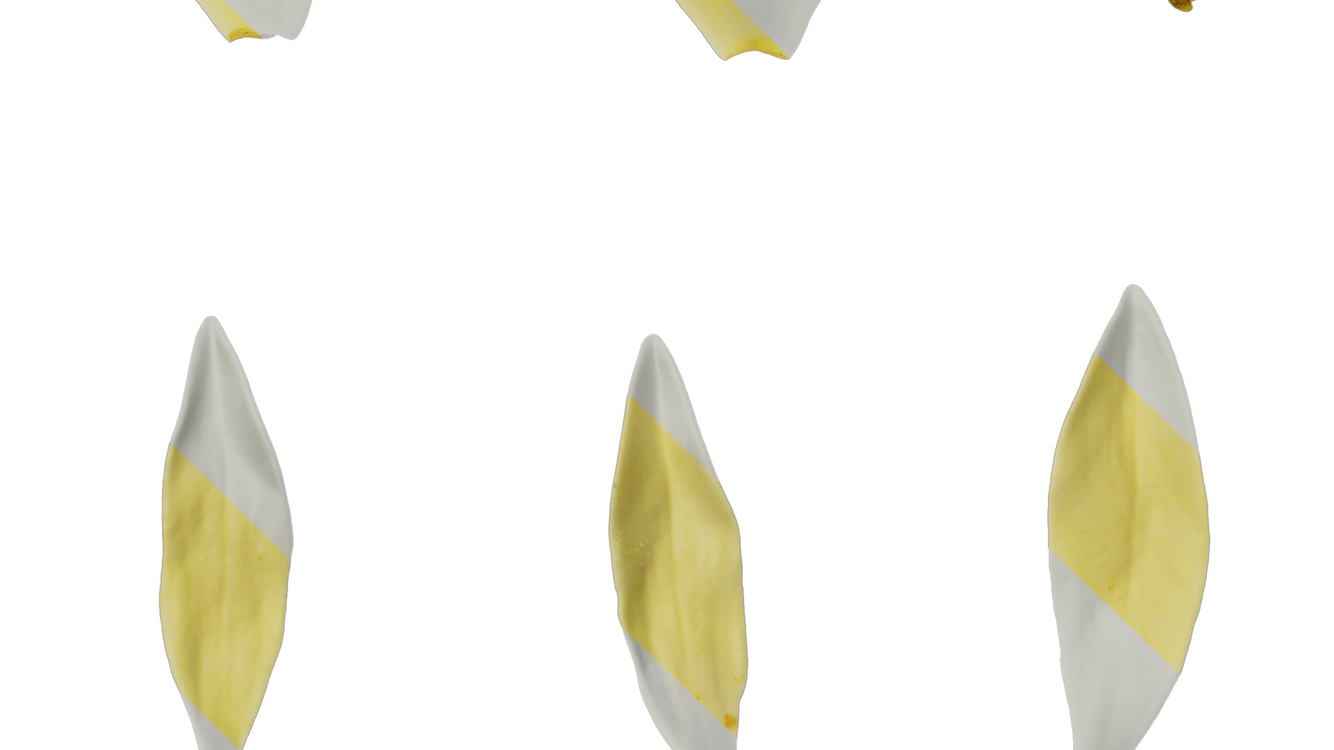 Anydrafts Michelia champaca Flower 05 Texture_5