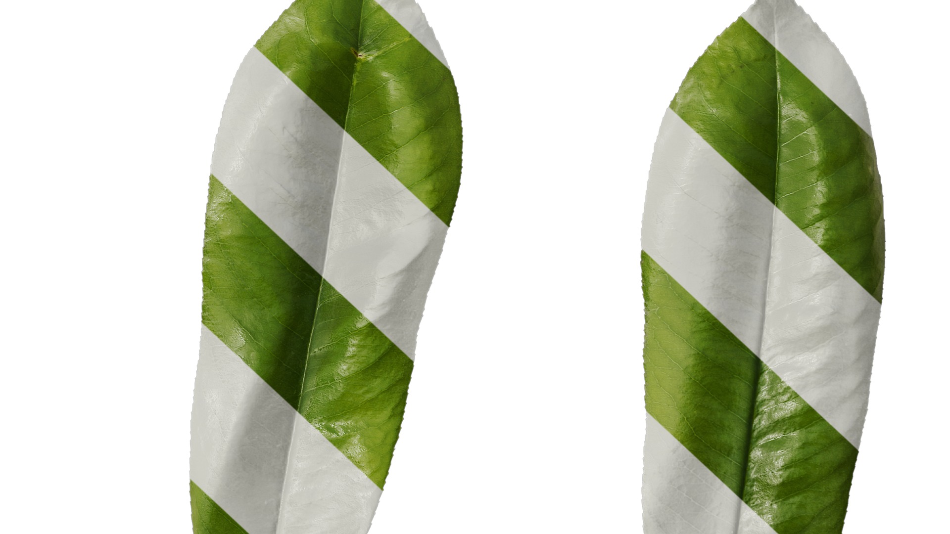 Anydrafts Michelia champaca Leaf 01 Texture_6