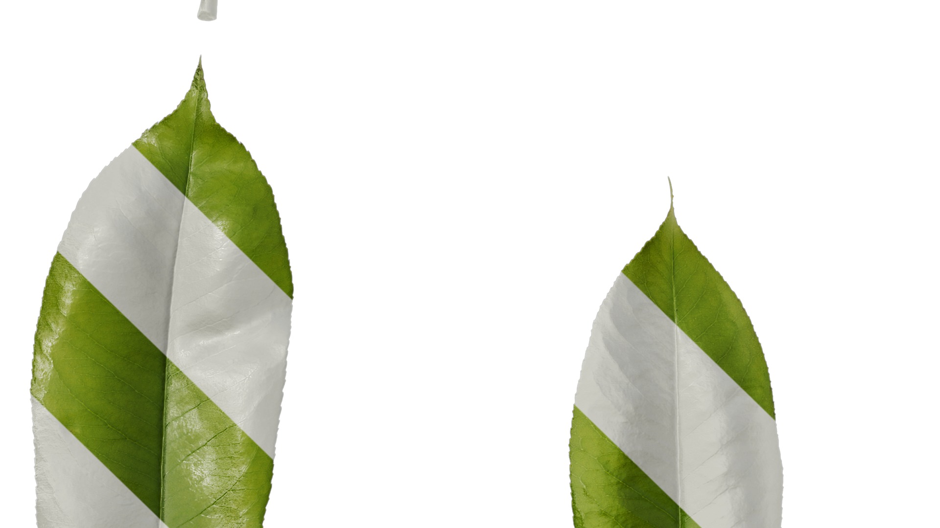 Anydrafts Michelia champaca Leaf 01 Texture_5