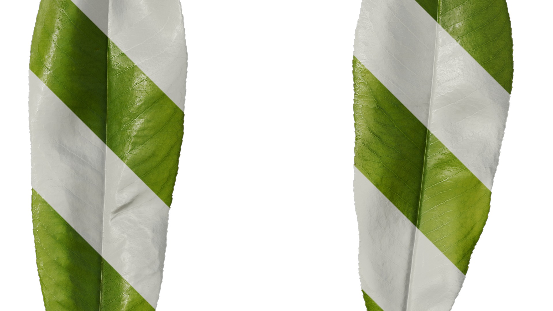 Anydrafts Michelia champaca Leaf 01 Texture_2