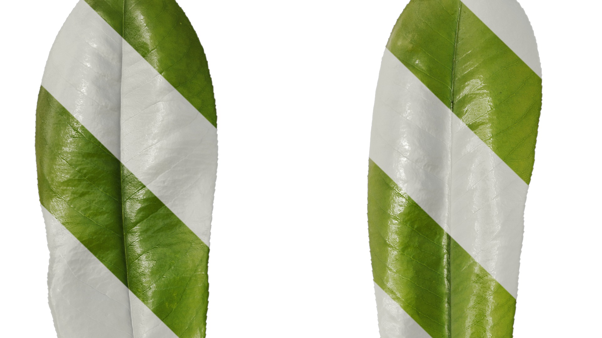 Anydrafts Michelia champaca Leaf 01 Texture_1