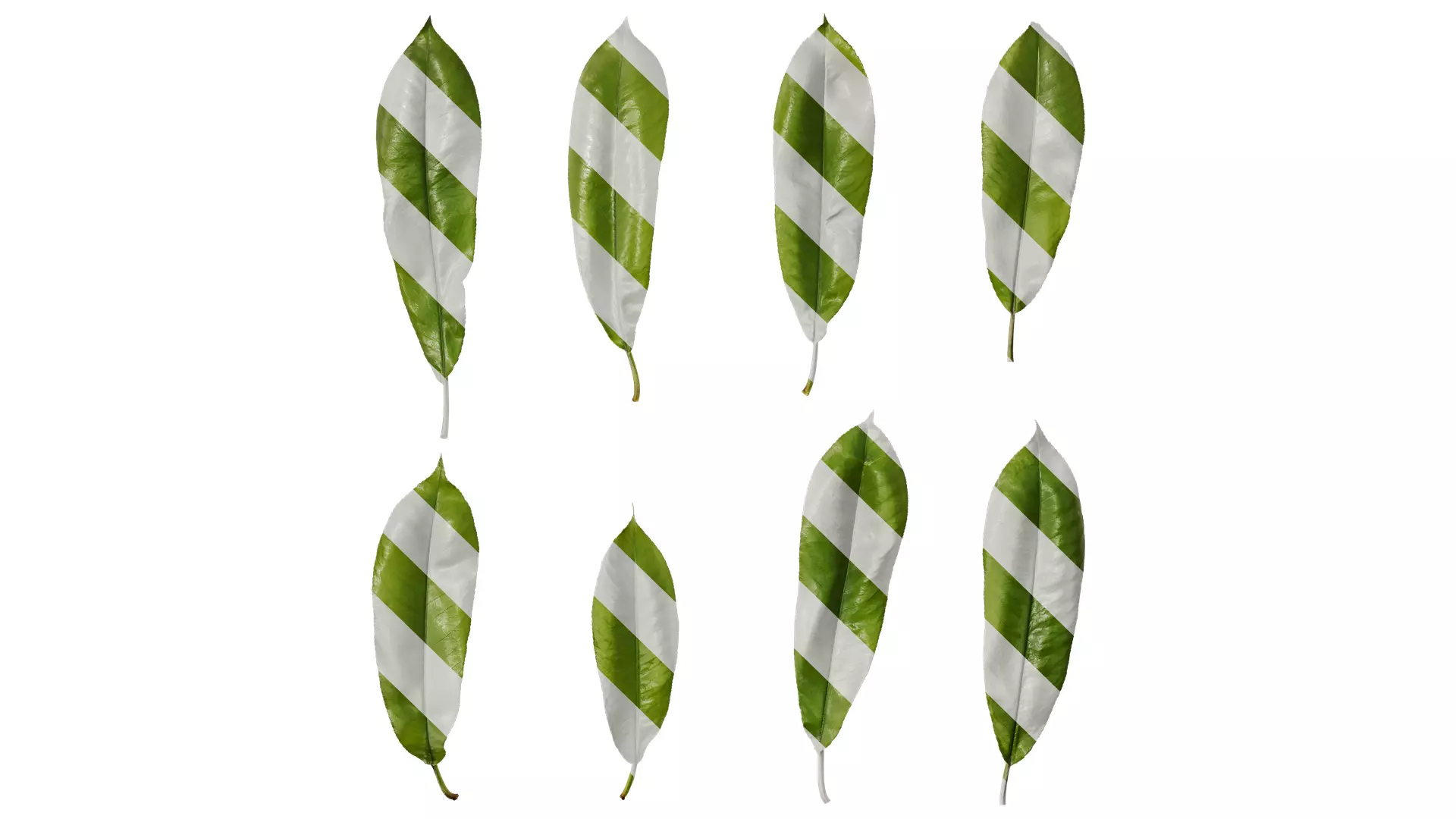 Anydrafts Michelia champaca Leaf 01 Texture_0