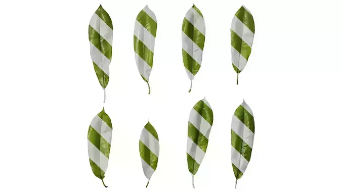 Anydrafts Michelia champaca Leaf 01