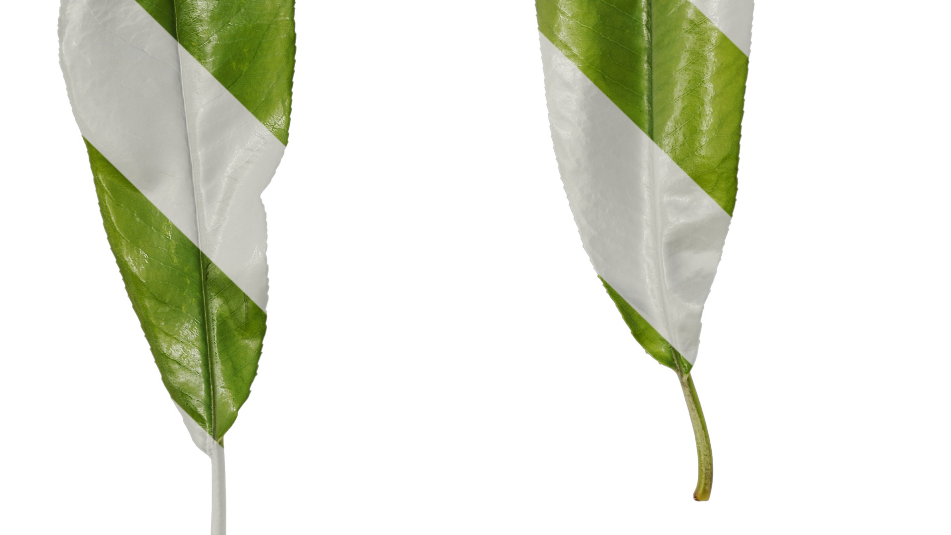 Anydrafts Michelia champaca Leaf 01 Texture_3