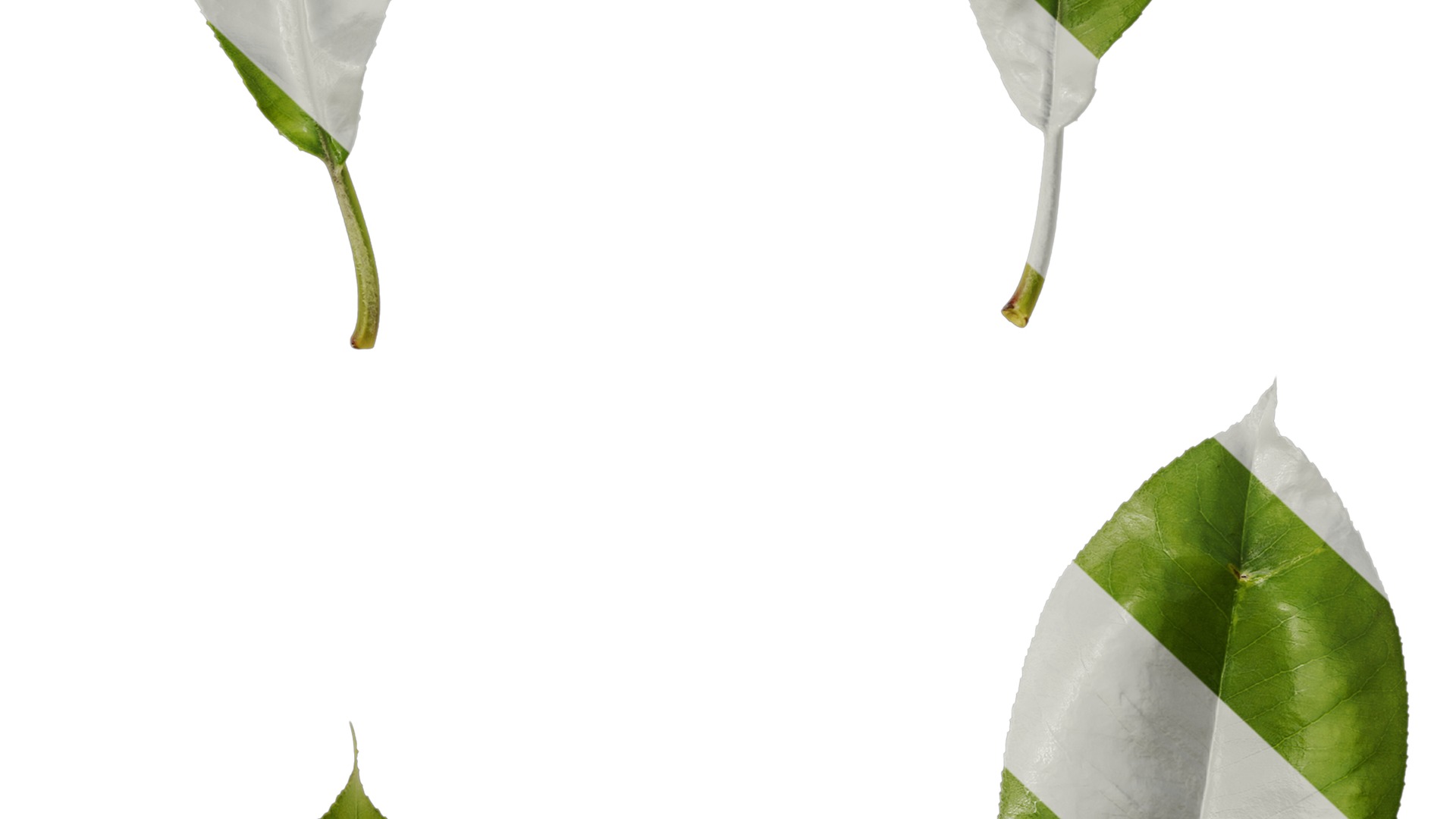 Anydrafts Michelia champaca Leaf 01 Texture_7