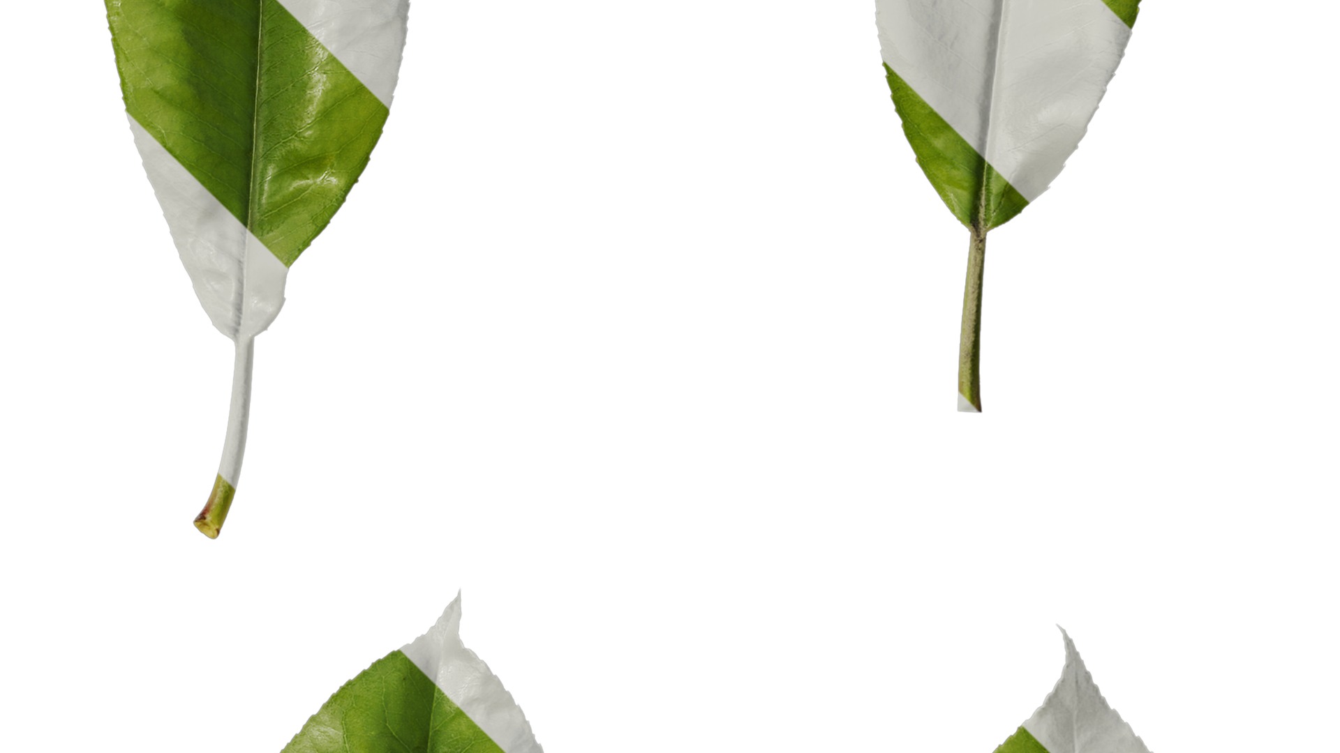 Anydrafts Michelia champaca Leaf 01 Texture_4