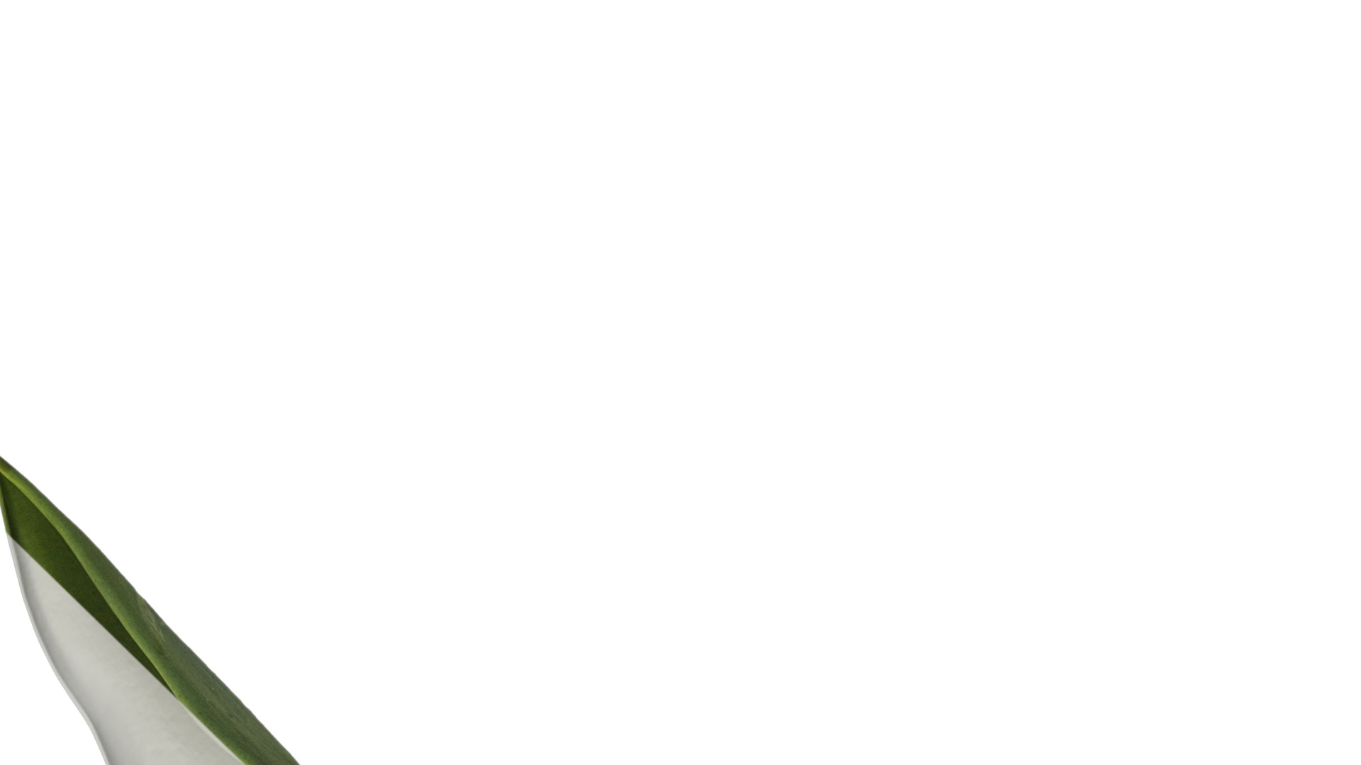 Anydrafts Tulipa gesneriana Atlas 15 Texture_4