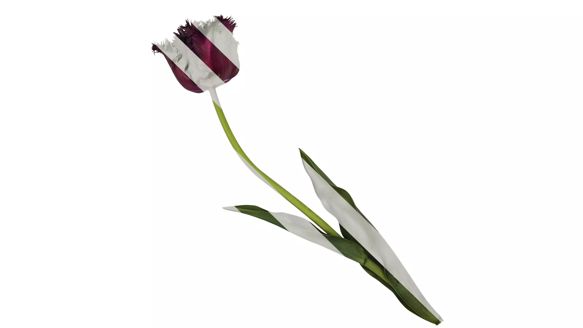 Anydrafts Tulipa gesneriana Atlas 15 Texture_0