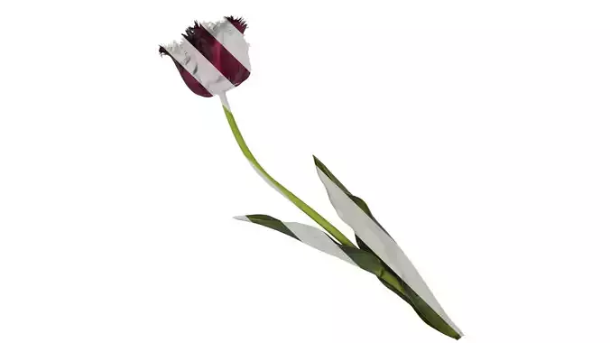 Anydrafts Tulipa gesneriana Atlas 15