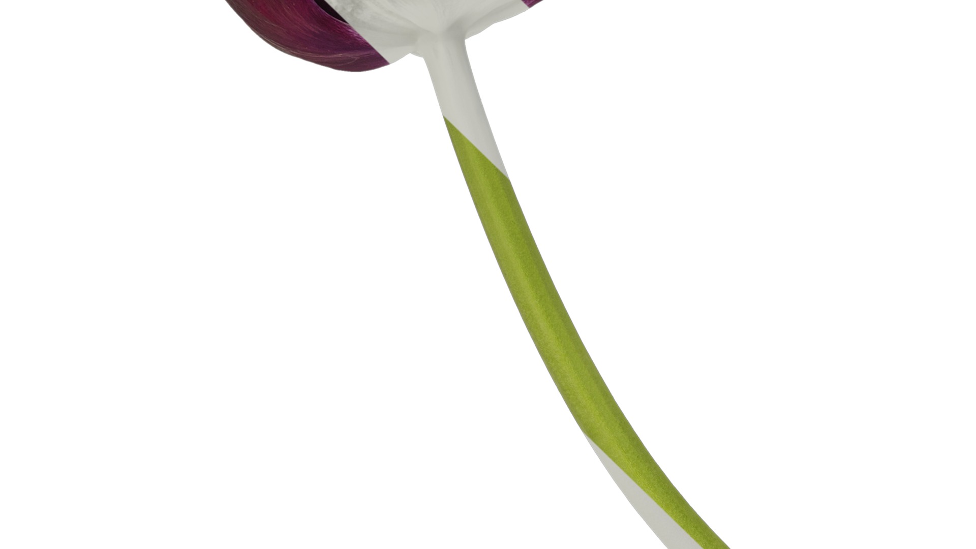 Anydrafts Tulipa gesneriana Atlas 15 Texture_3