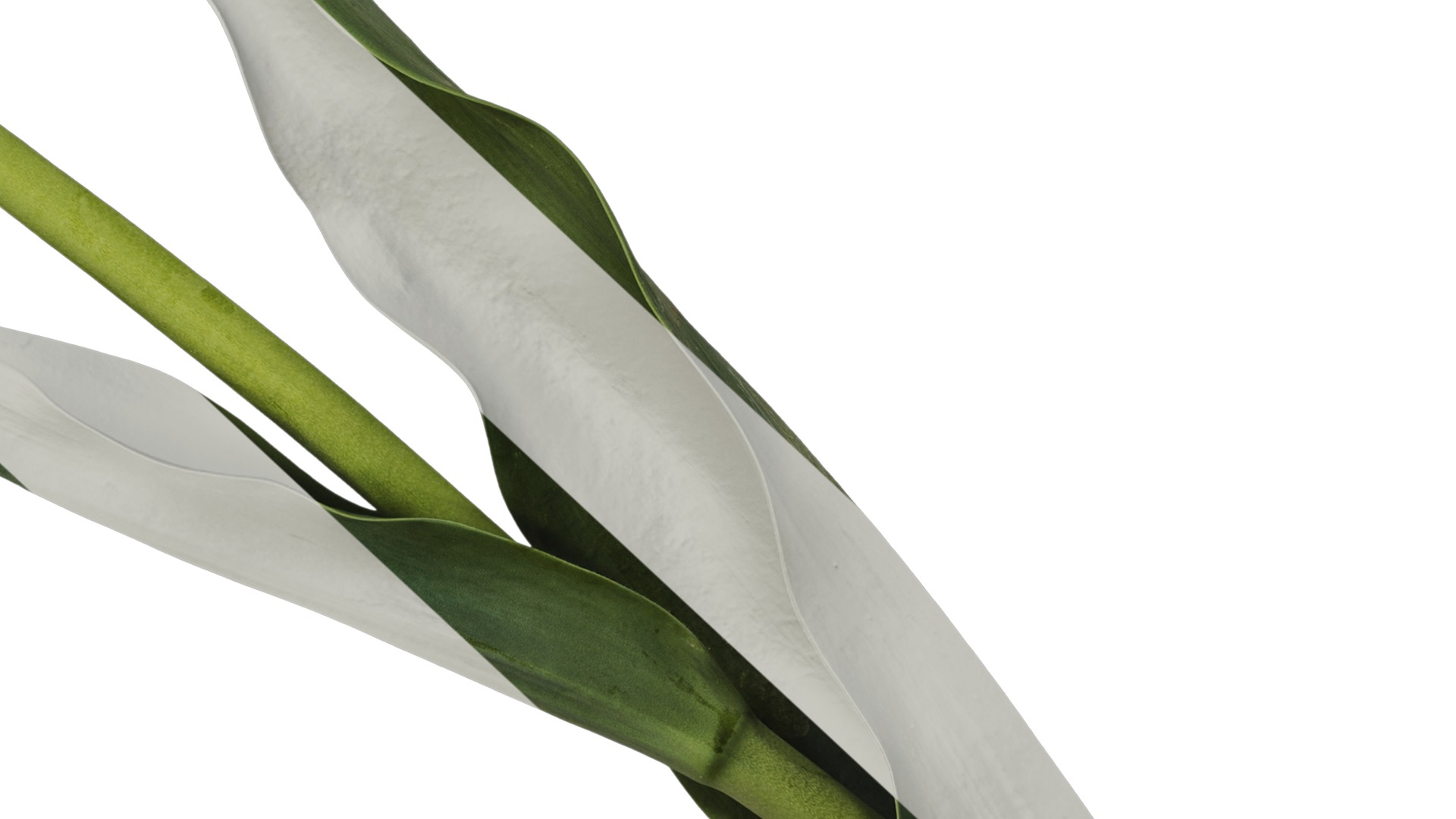 Anydrafts Tulipa gesneriana Atlas 15 Texture_6