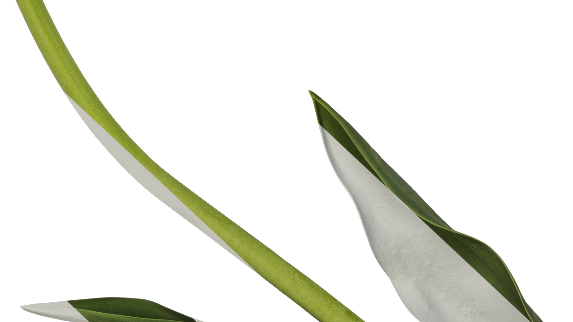 Anydrafts Tulipa gesneriana Atlas 15 Texture_7