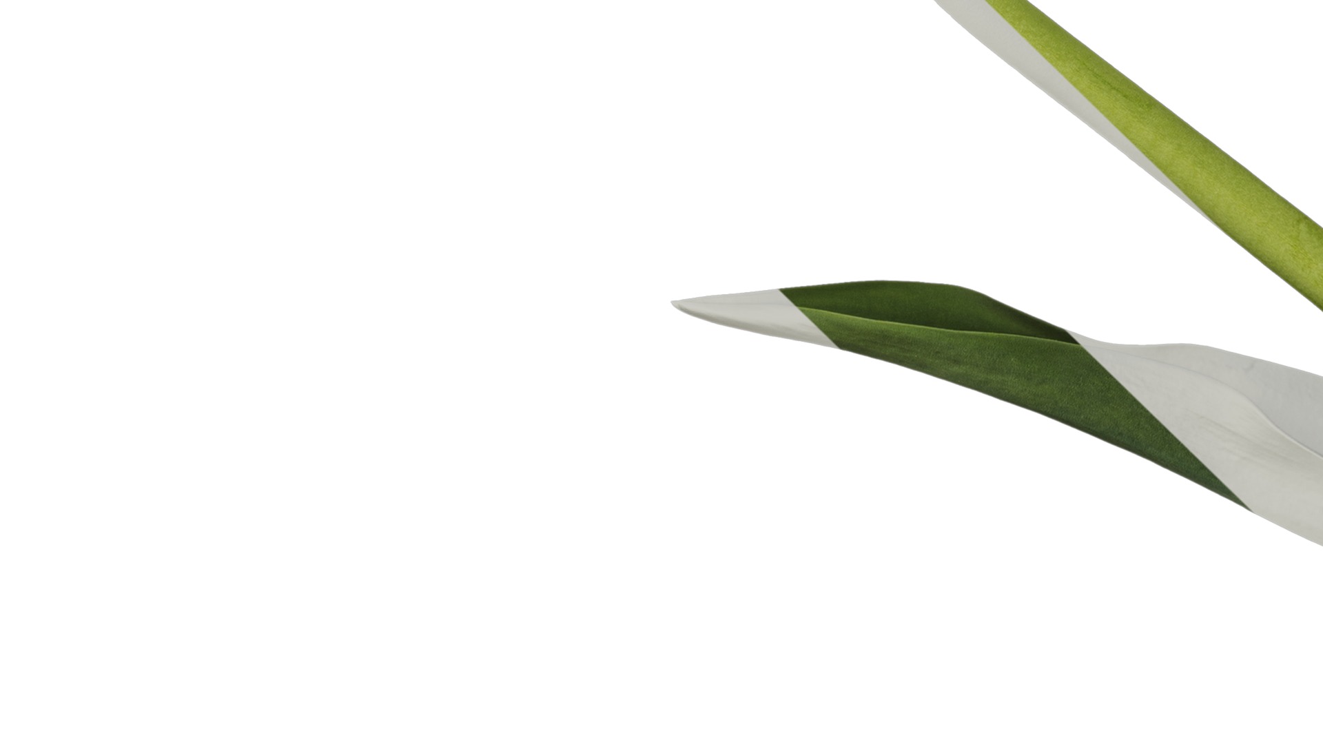 Anydrafts Tulipa gesneriana Atlas 15 Texture_5