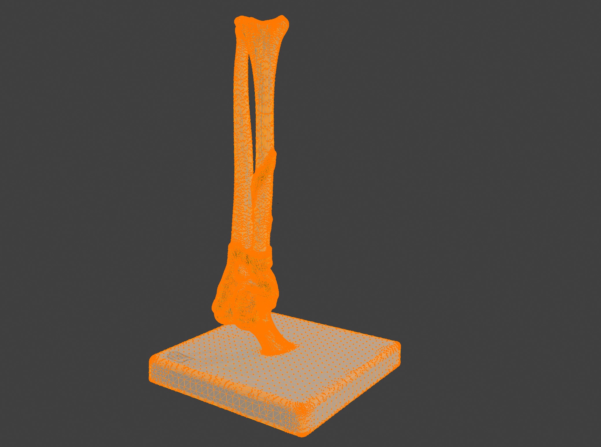3D Joint Anatomy Model with Stand 3D print model_9