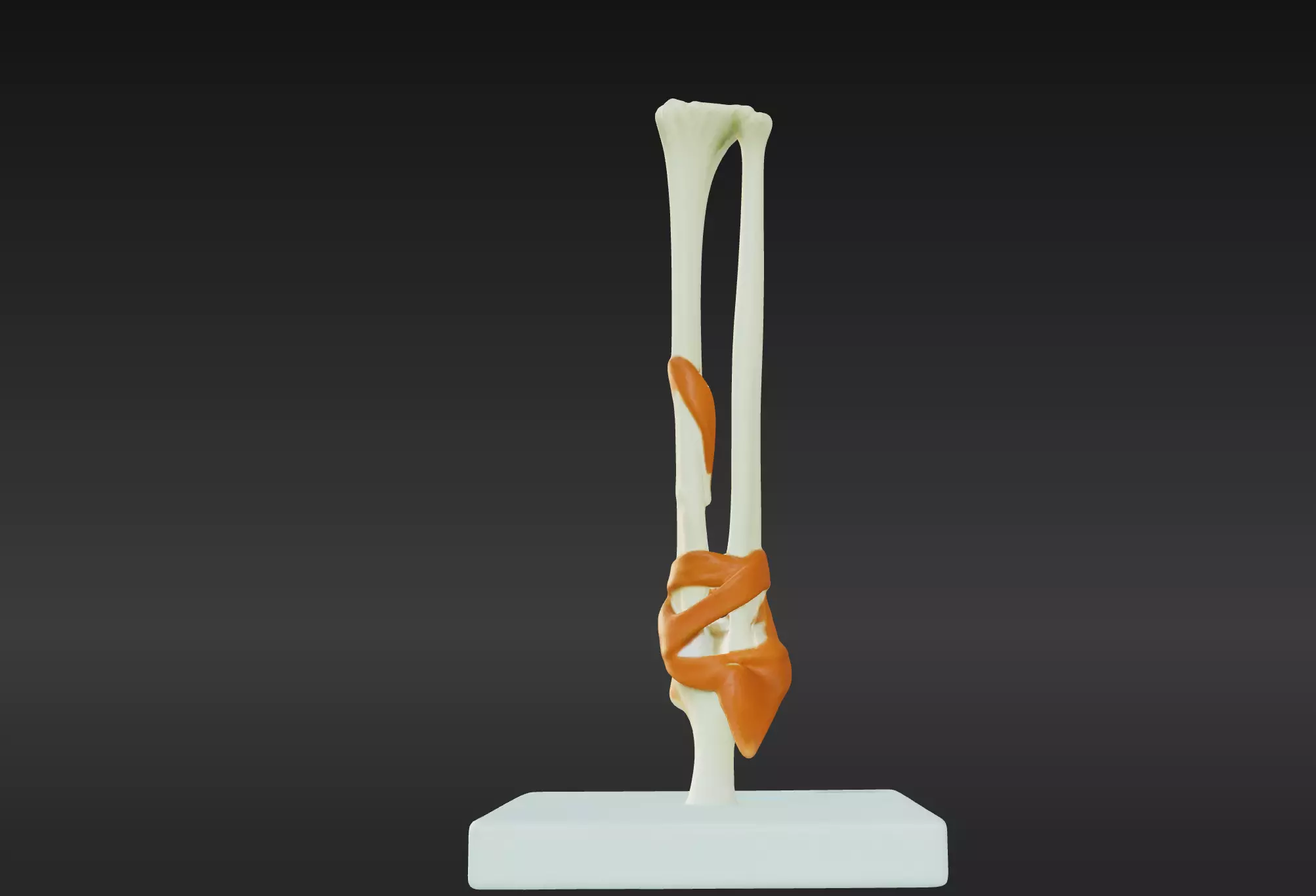 3D Joint Anatomy Model with Stand 3D print model_0