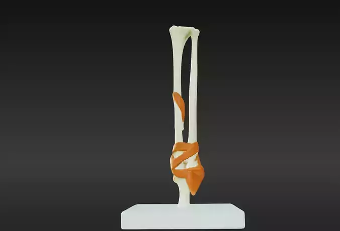 3D Joint Anatomy Model with Stand
