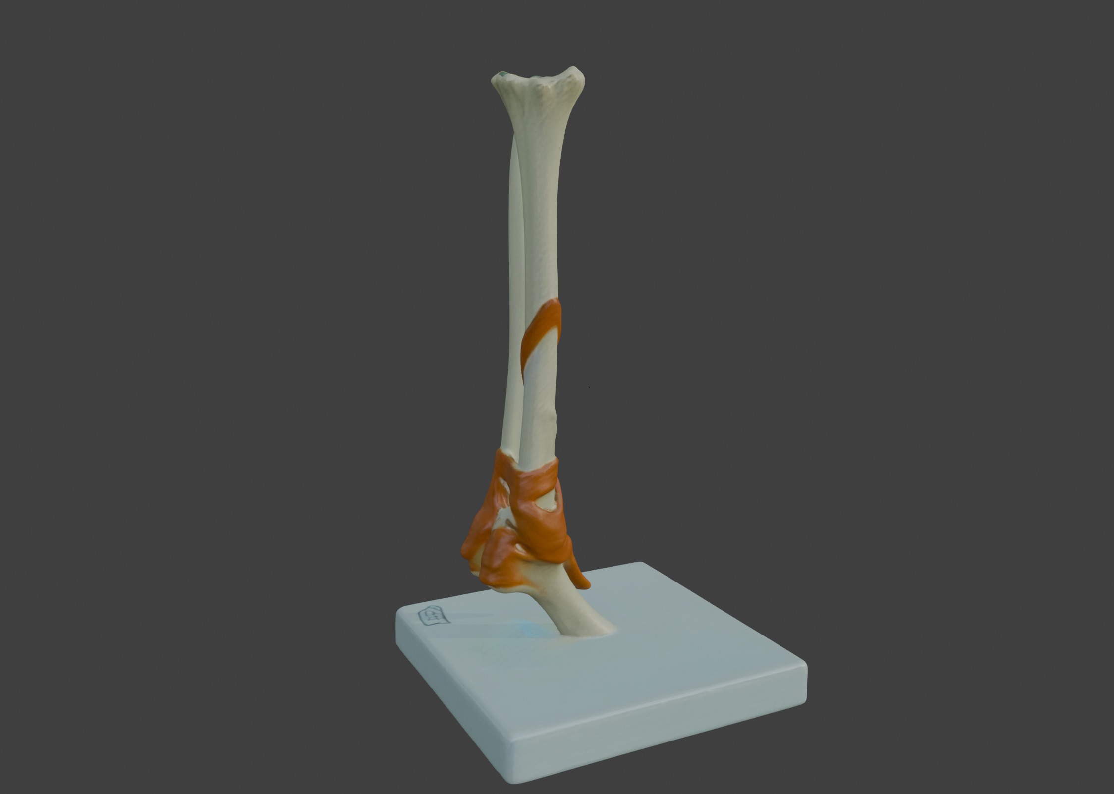 3D Joint Anatomy Model with Stand 3D print model_3