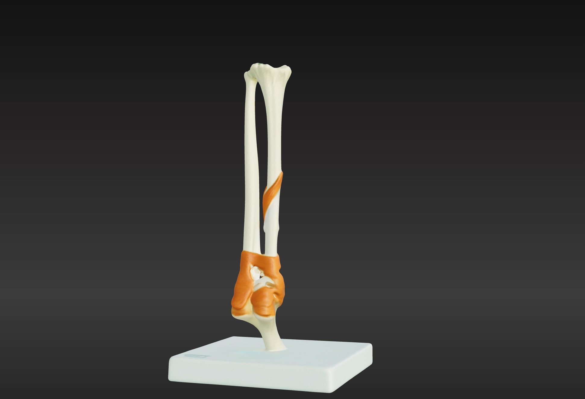 3D Joint Anatomy Model with Stand 3D print model_1