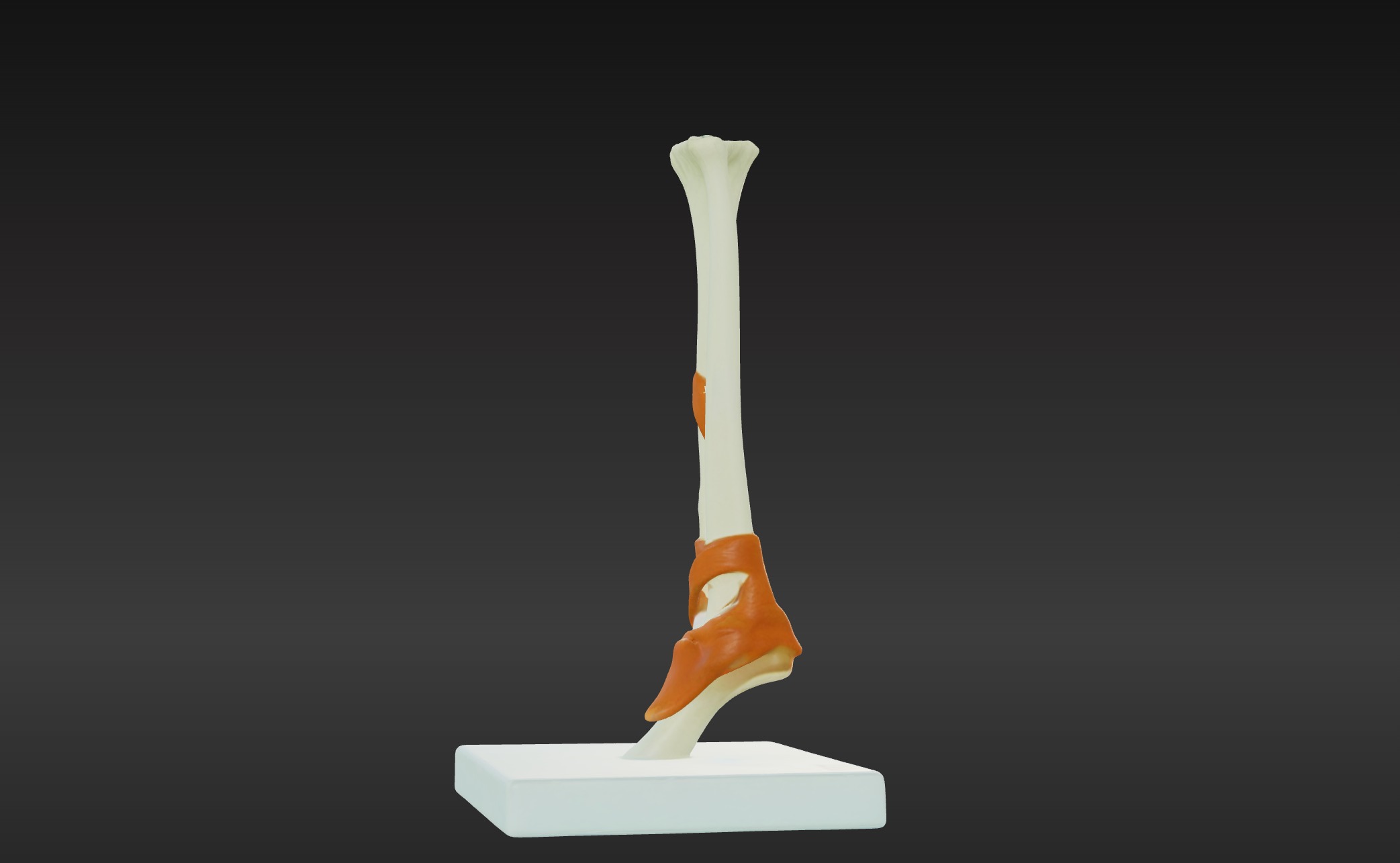 3D Joint Anatomy Model with Stand 3D print model_2