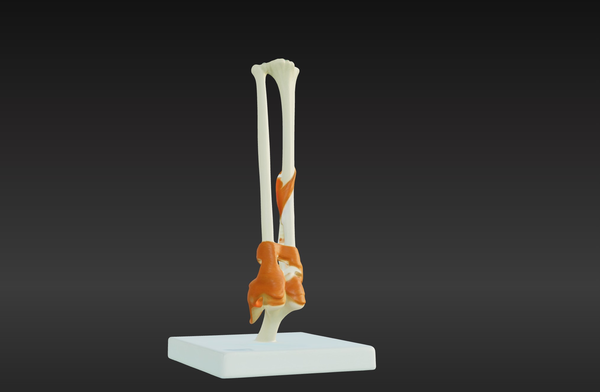 3D Joint Anatomy Model with Stand 3D print model_7