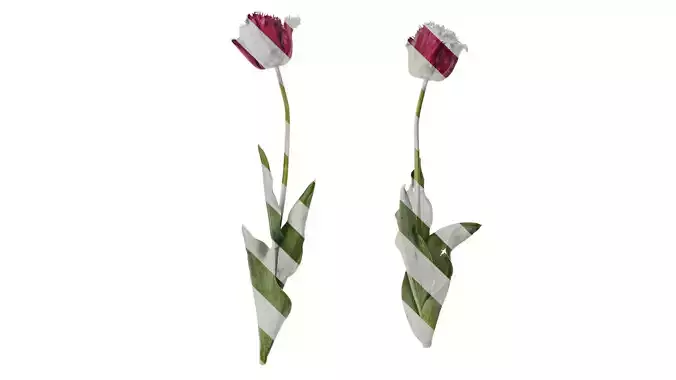 Anydrafts Tulipa gesneriana Atlas 16