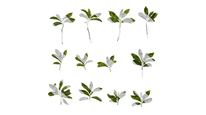 Anydrafts Michelia chapensis Atlas 02