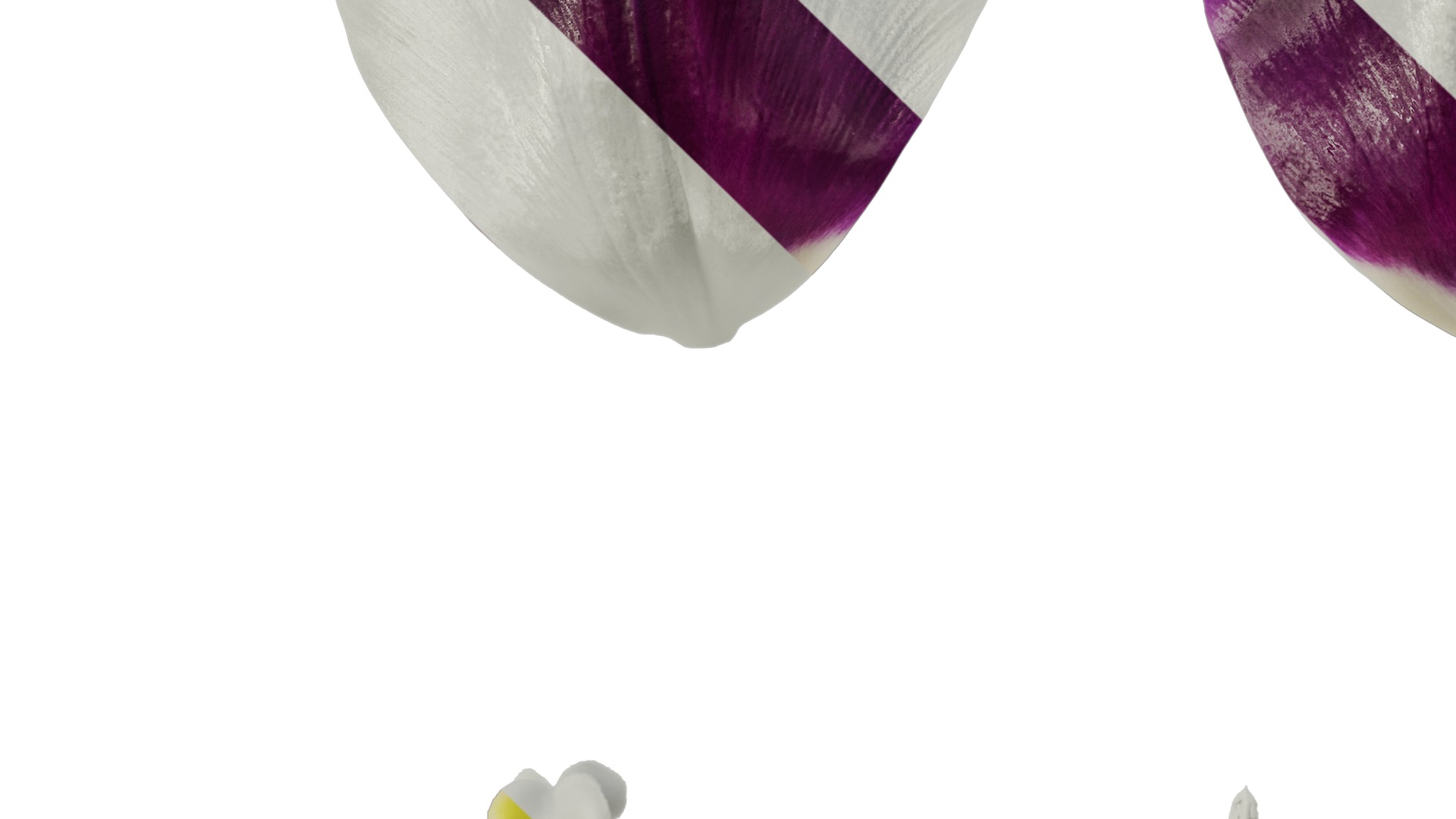 Anydrafts Tulipa gesneriana Flower 02 Texture_5