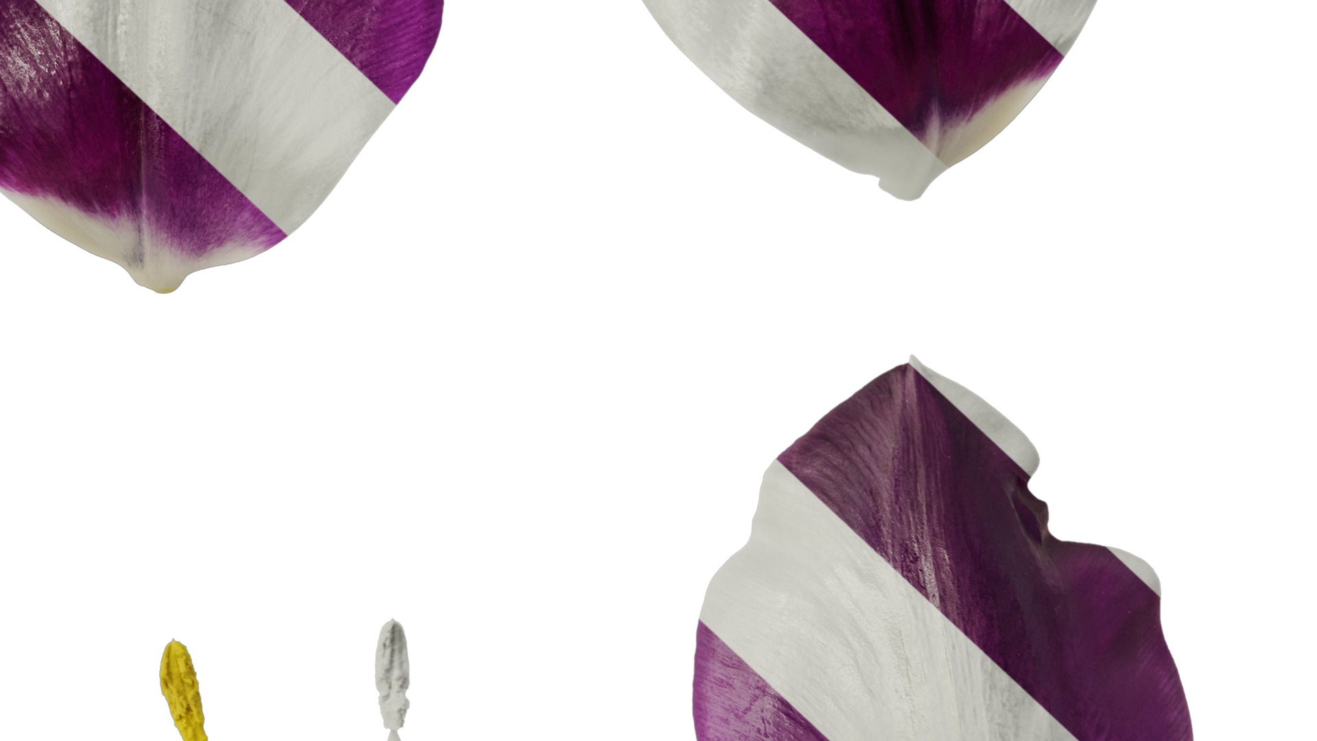 Anydrafts Tulipa gesneriana Flower 02 Texture_6