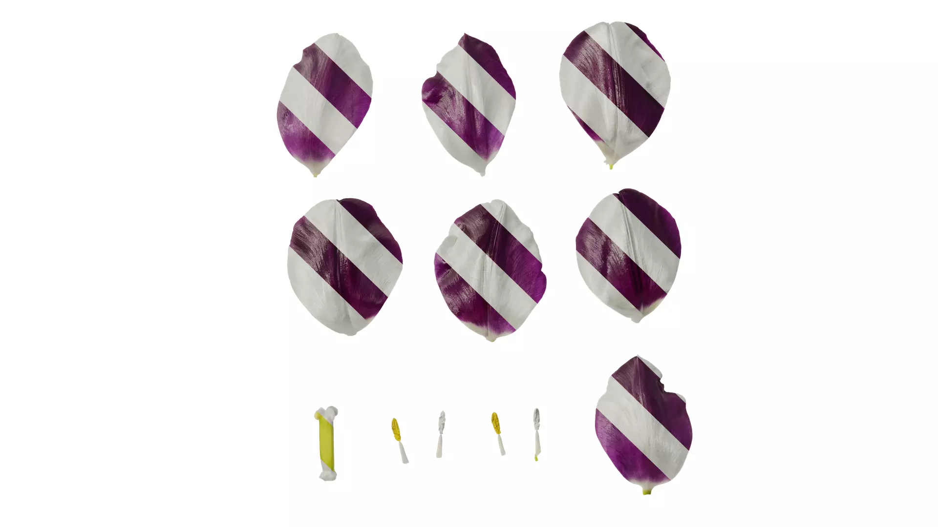 Anydrafts Tulipa gesneriana Flower 02 Texture_0