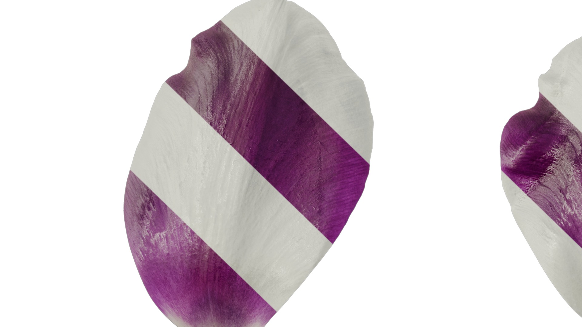 Anydrafts Tulipa gesneriana Flower 02 Texture_1