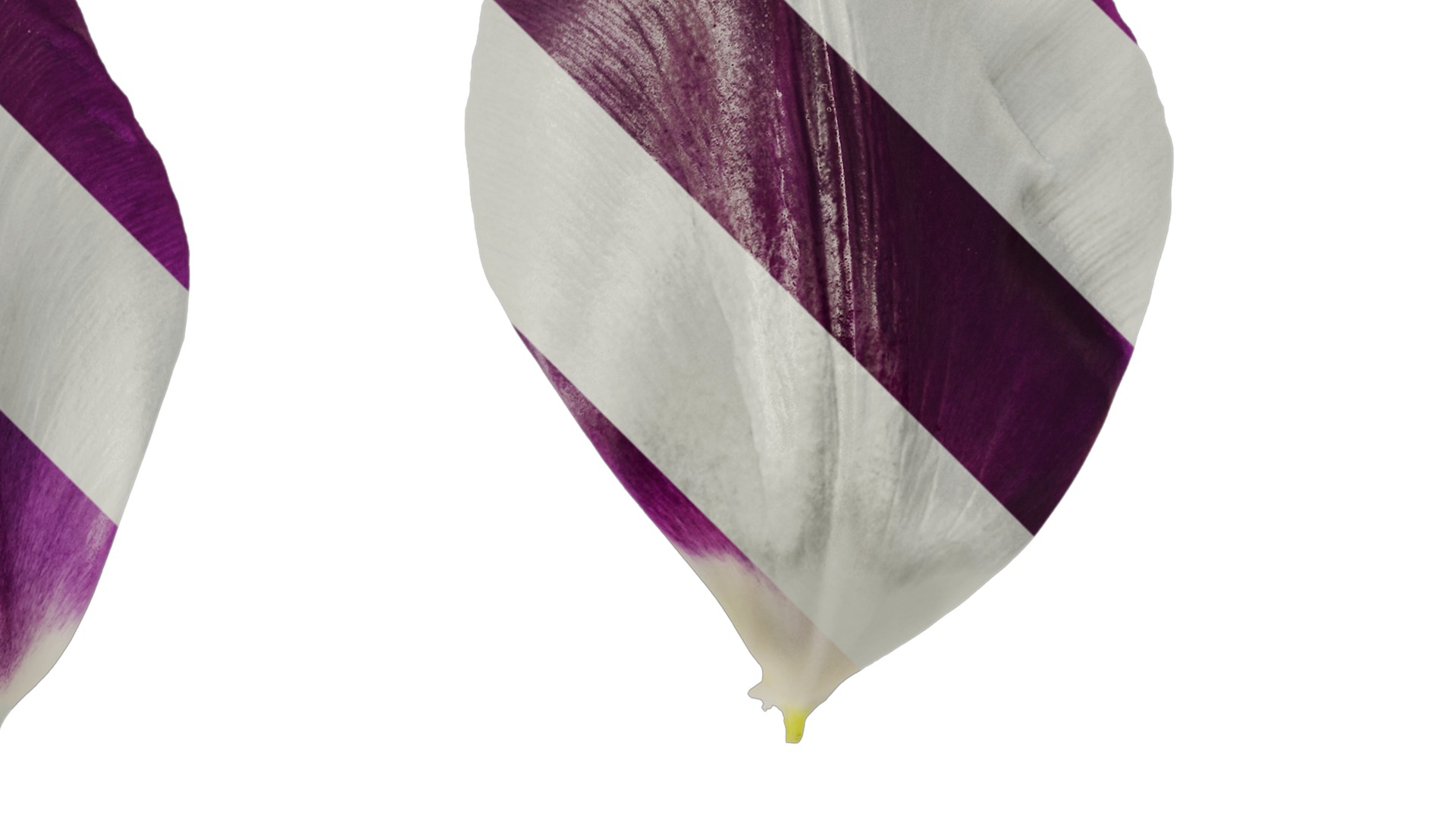 Anydrafts Tulipa gesneriana Flower 02 Texture_2