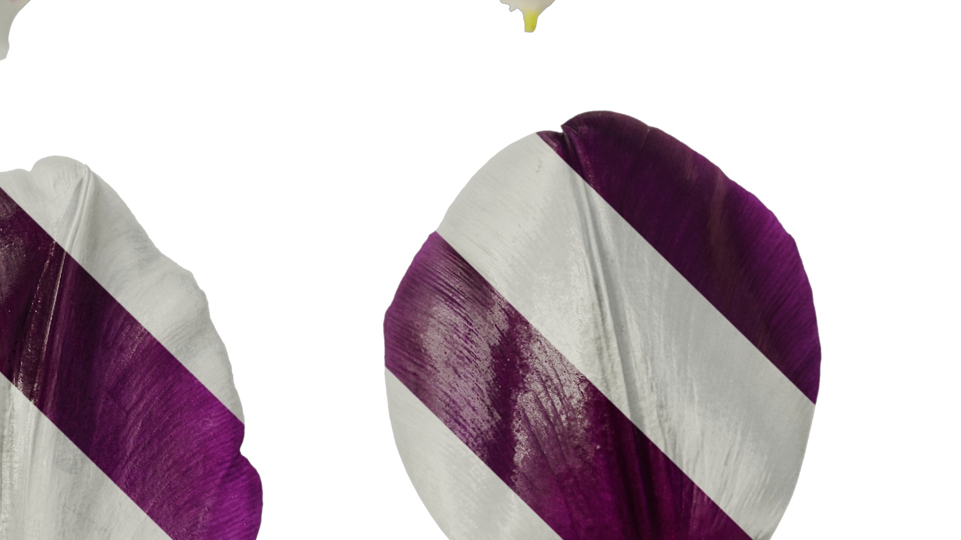 Anydrafts Tulipa gesneriana Flower 02 Texture_4