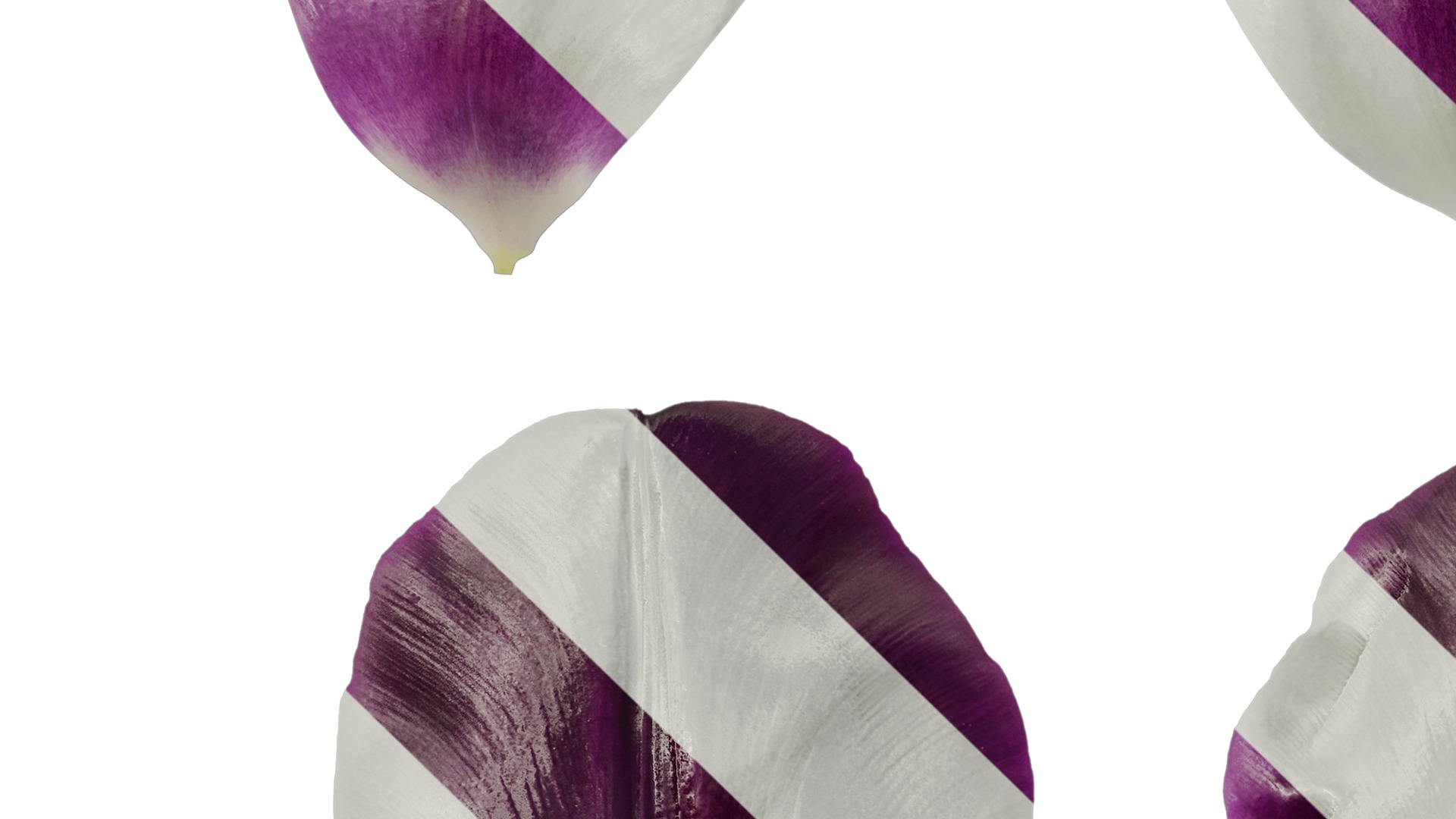 Anydrafts Tulipa gesneriana Flower 02 Texture_3