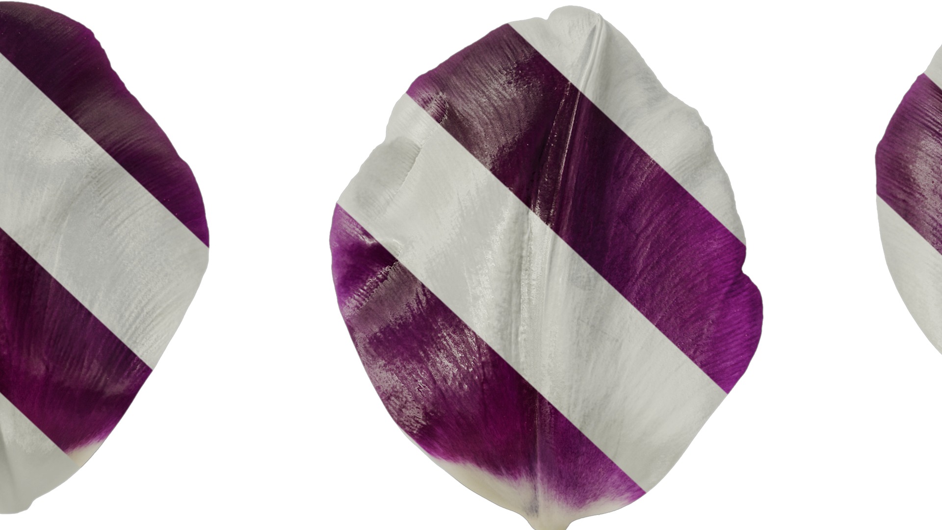 Anydrafts Tulipa gesneriana Flower 02 Texture_7