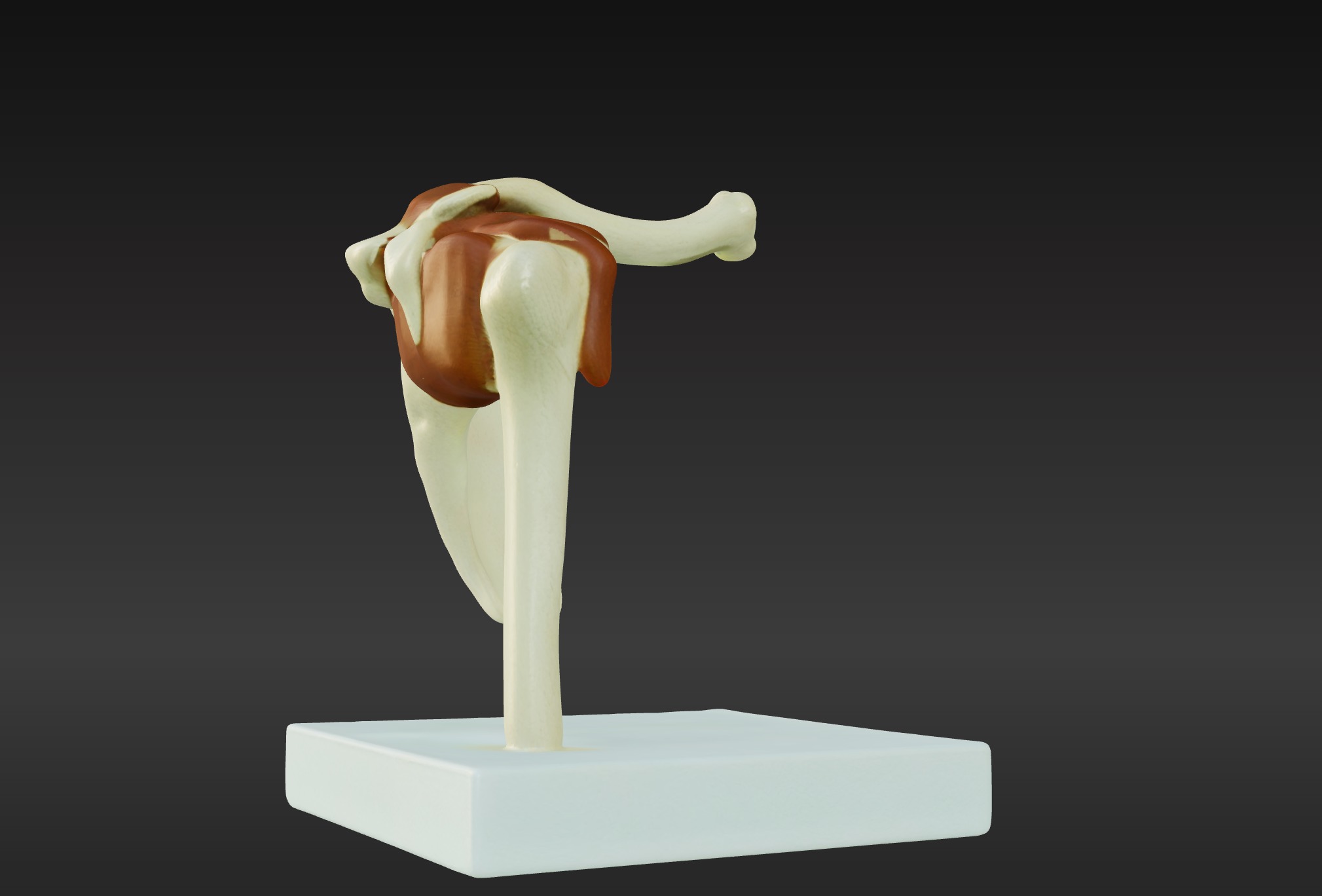 3D Joint Anatomy Model Set with Stand - 4 pack 3D print model_11