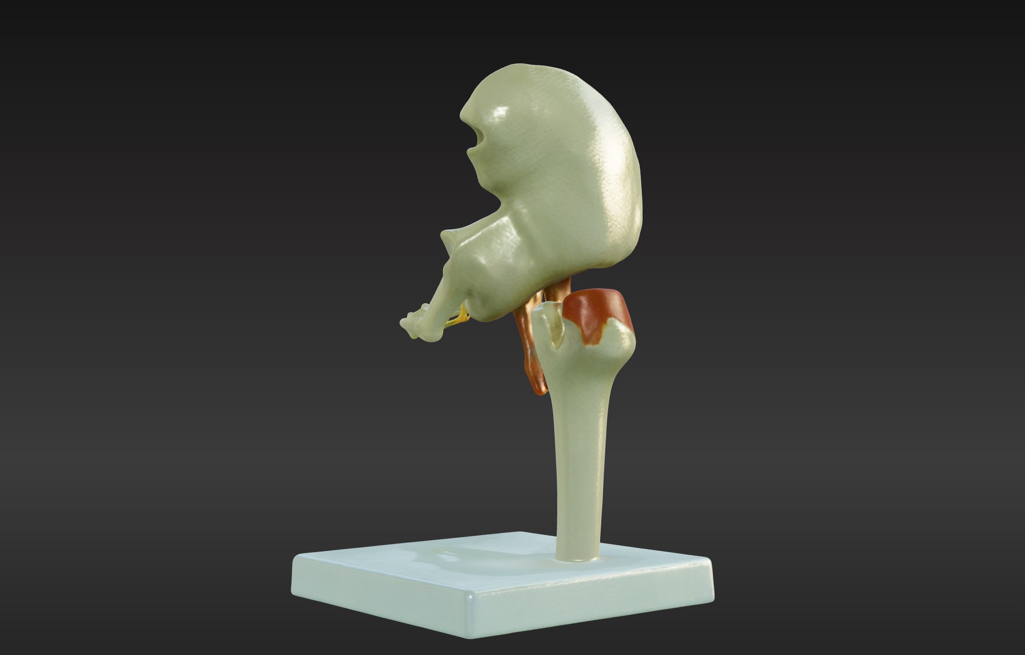 3D Joint Anatomy Model Set with Stand - 4 pack 3D print model_21