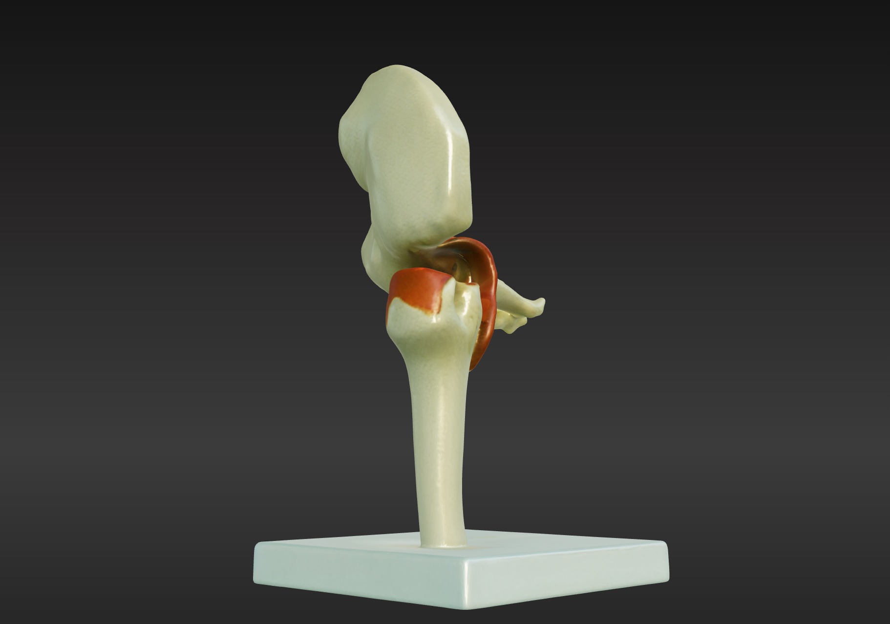 3D Joint Anatomy Model Set with Stand - 4 pack 3D print model_22