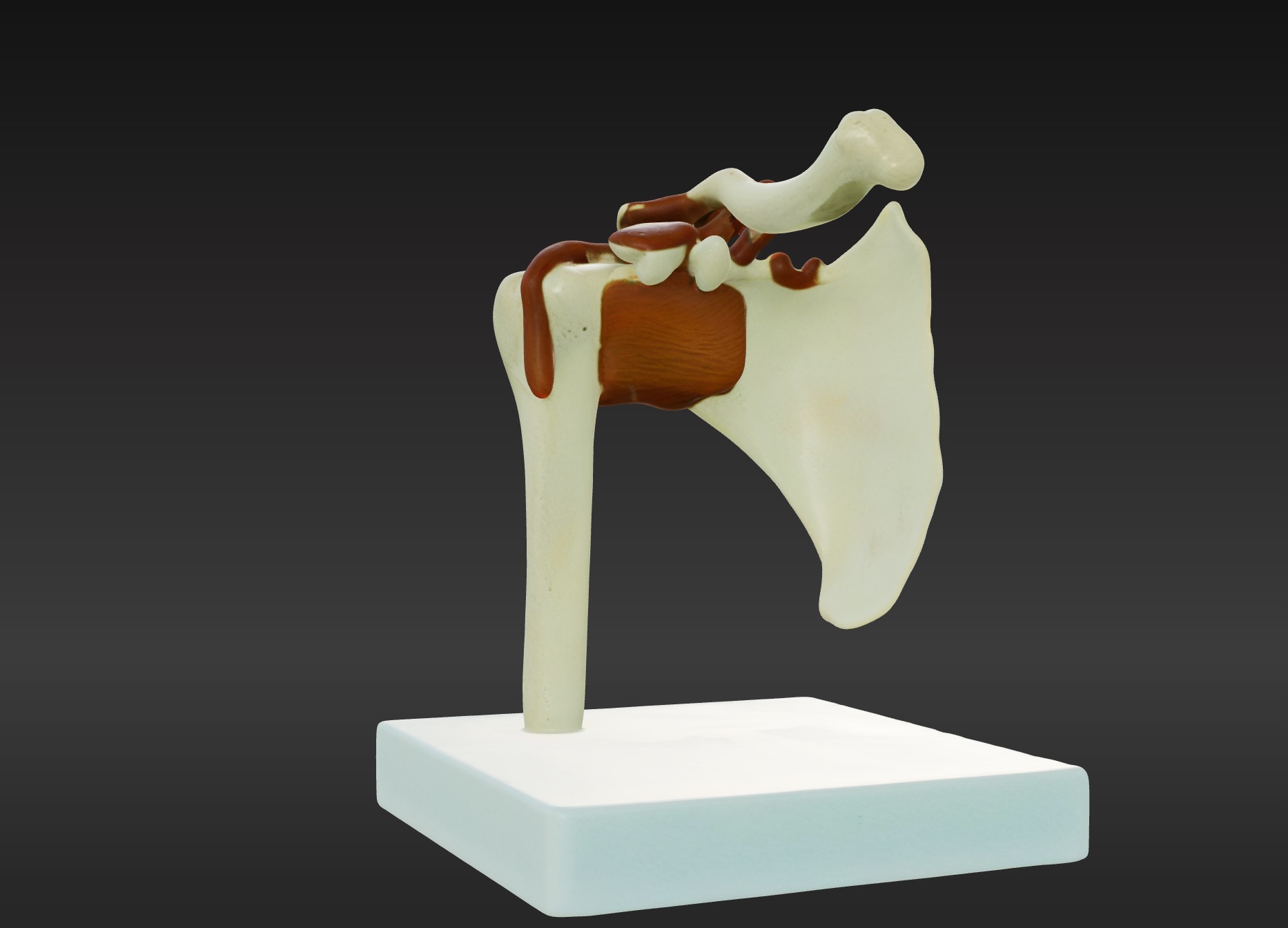 3D Joint Anatomy Model Set with Stand - 4 pack 3D print model_7